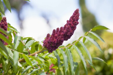 Essigbaum Rhus typhina strauch Rhus typhina
