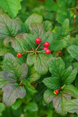 Alpen-Johannisbeere Ribes alpinum strauch Ribes alpinum Strauch