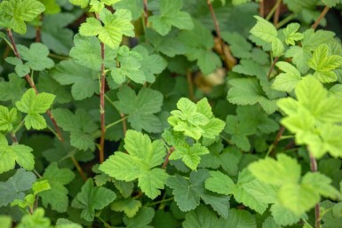 Zierjohannisbeere Ribes sanguineum 'King Edward VII' strauch Ribes sanguineum 'King Edward VII' Strauch