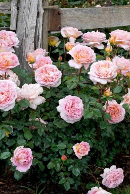 Strauchrose Rosa 'Abraham Darby' strauch Rosa 'Abraham Darby'