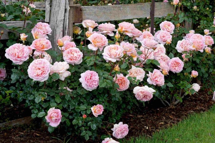 Strauchrose Rosa 'Abraham Darby' strauch Rosa 'Abraham Darby' Strauch