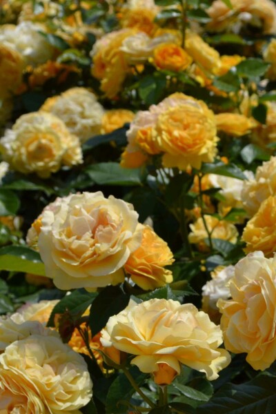 Beetrose Rosa 'Absolutely Fabulous' strauch Rosa 'Absolutely Fabulous' Strauch