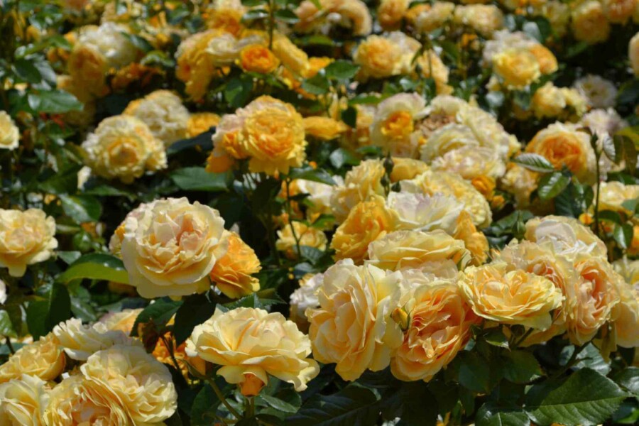 Beetrose Rosa 'Absolutely Fabulous' strauch Rosa 'Absolutely Fabulous' Strauch