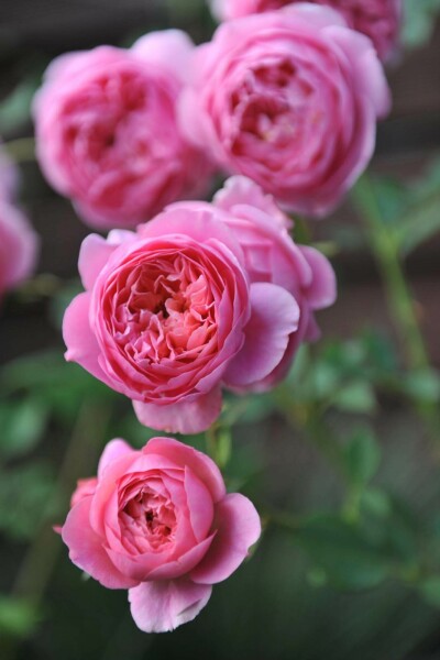 Rose Rosa 'Boscobel' strauch Rosa 'Boscobel' Strauch