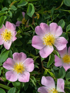 Hundsrose Rosa canina strauch Rosa canina Strauch
