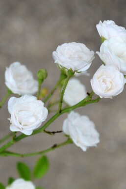 Weiße rose Rosa 'Crystal Fairy' strauch Rosa 'Crystal Fairy' Strauch