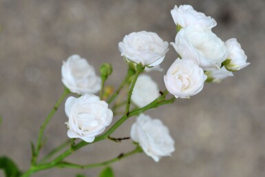 Weiße rose Rosa 'Crystal Fairy' strauch Rosa 'Crystal Fairy' Strauch