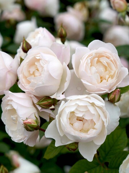 Weiße rose Rosa 'Desdemona' strauch Rosa 'Desdemona' Strauch