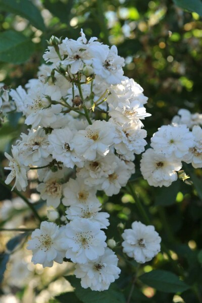 Kletterrose Rosa 'Guirlande d'Amour' strauch Rosa 'Guirlande d'Amour' Strauch