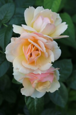 Rose Rosa 'Hansestadt Rostock' strauch Rosa 'Hansestadt Rostock' Strauch