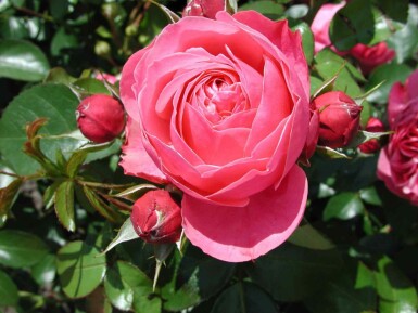 Leonardo da vinci rose Rosa 'Leonardo da Vinci' strauch Rosa 'Leonardo da Vinci' Strauch