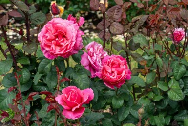 Rose Rosa 'Line Renaud' strauch Rosa 'Line Renaud'