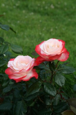 Edelrose Rosa 'Nostalgie' strauch Rosa 'Nostalgie'