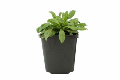 Herbst-Leimkraut Silene schafta 'Splendens' 5-10 Topf 9x9 cm (P9) Silene schafta 'Splendens'