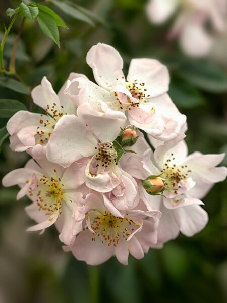 Rose Rosa 'Open Arms' strauch Rosa 'Open Arms' Strauch