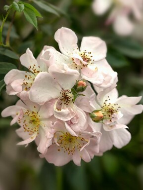 Rose Rosa 'Open Arms' strauch Rosa 'Open Arms' Strauch