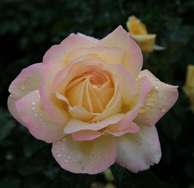 Edelrose Rosa 'Peace' strauch Rosa 'Peace' Strauch