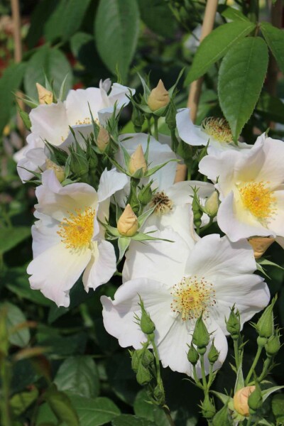 Sally holmes rose Rosa 'Sally Holmes' strauch Rosa 'Sally Holmes' Strauch