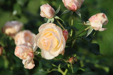 Gartenrose Rosa 'Sirius' strauch Rosa 'Sirius' Strauch