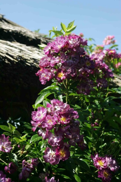 Violette rose Rosa 'Veilchenblau' strauch Rosa 'Veilchenblau' Strauch