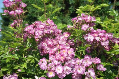 Violette rose Rosa 'Veilchenblau' strauch Rosa 'Veilchenblau' Strauch