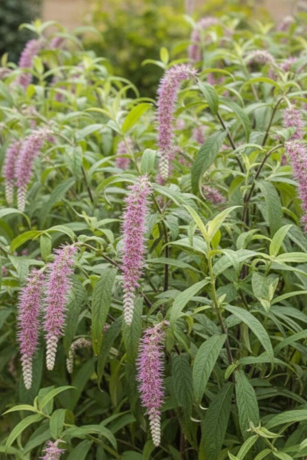 Blütenkerze Rostrinucula dependens strauch Rostrinucula dependens Strauch