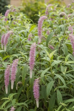 Rostrinucula dependens Strauch