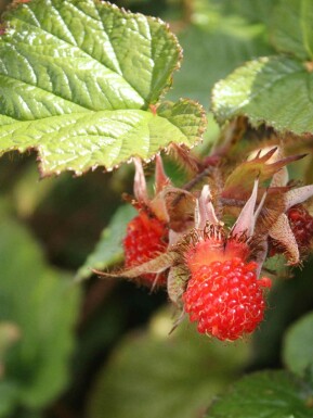 Chinesische himbeere Rubus tricolor strauch Rubus tricolor