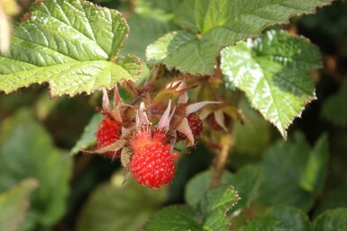 Chinesische himbeere Rubus tricolor strauch Rubus tricolor