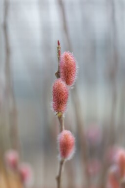 Weidenkätzchen Salix gracilistyla 'Mount Aso' strauch Salix gracilistyla 'Mount Aso'