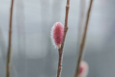 Weidenkätzchen Salix gracilistyla 'Mount Aso' strauch Salix gracilistyla 'Mount Aso'