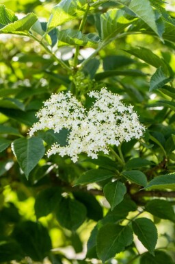 Schwarzer holunder Sambucus nigra strauch Sambucus nigra Strauch