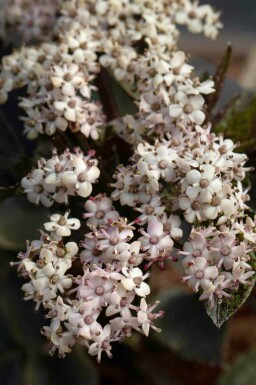 Schwarzer holunder Sambucus nigra 'Black Tower' strauch Sambucus nigra 'Black Tower' Strauch
