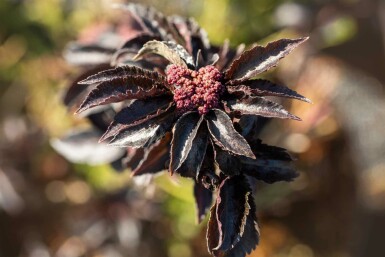 Schwarzer holunder Sambucus nigra 'Black Tower' strauch Sambucus nigra 'Black Tower' Strauch