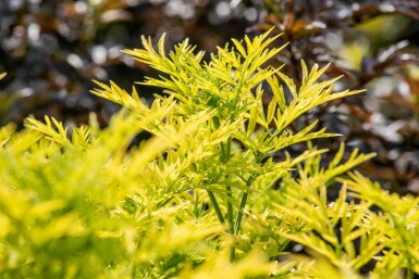 Sambucus nigra 'Golden Tower' C2,5 30-40