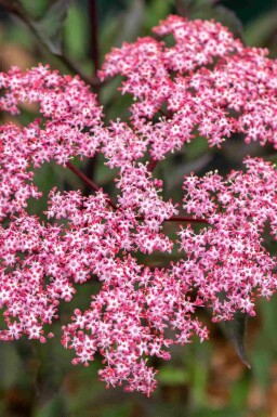Schwarzer holunder Sambucus nigra 'Thundercloud' strauch Sambucus nigra 'Thundercloud'