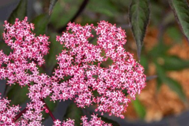 Schwarzer holunder Sambucus nigra 'Thundercloud' strauch Sambucus nigra 'Thundercloud'