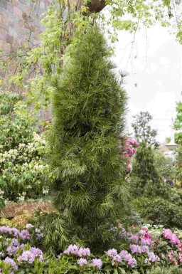 Japanische schirmtanne Sciadopitys verticillata strauch Sciadopitys verticillata