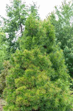 Japanische schirmtanne Sciadopitys verticillata strauch Sciadopitys verticillata