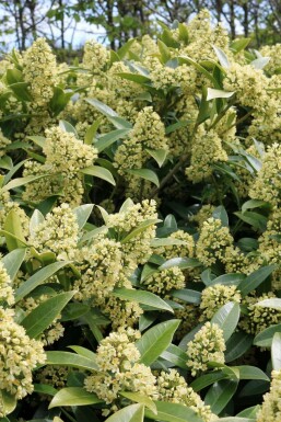 Skimmie Skimmia confusa 'Kew Green' strauch Skimmia confusa 'Kew Green' Strauch