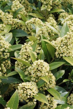 Japanische skimmie Skimmia japonica 'Finchy' strauch Skimmia japonica 'Finchy' Strauch