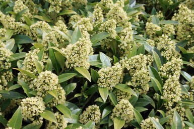 Japanische skimmie Skimmia japonica 'Finchy' strauch Skimmia japonica 'Finchy' Strauch
