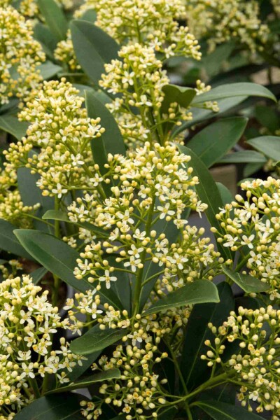 Skimmie Skimmia japonica 'Marlot' strauch Skimmia japonica 'Marlot' Strauch