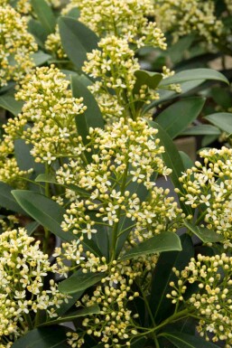 Skimmie Skimmia japonica 'Marlot' strauch Skimmia japonica 'Marlot' Strauch