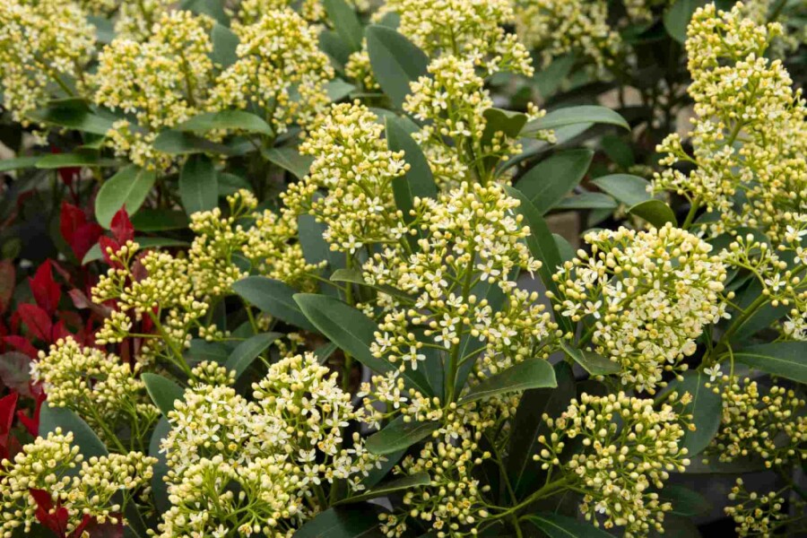 Skimmie Skimmia japonica 'Marlot' strauch Skimmia japonica 'Marlot' Strauch