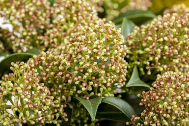 Skimmie Skimmia japonica 'Marlot' strauch Skimmia japonica 'Marlot' Strauch