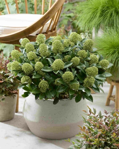 Japanische skimmie Skimmia japonica 'White Globe' strauch Skimmia japonica 'White Globe' Strauch