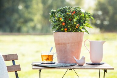 Korallenstrauch Solanum pseudocapsicum strauch Solanum pseudocapsicum