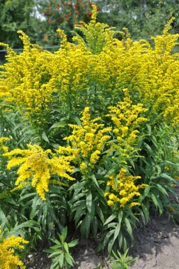 Goldrute Solidago canadensis 'Goldkind' 5-10 Topf 9x9 cm (P9)