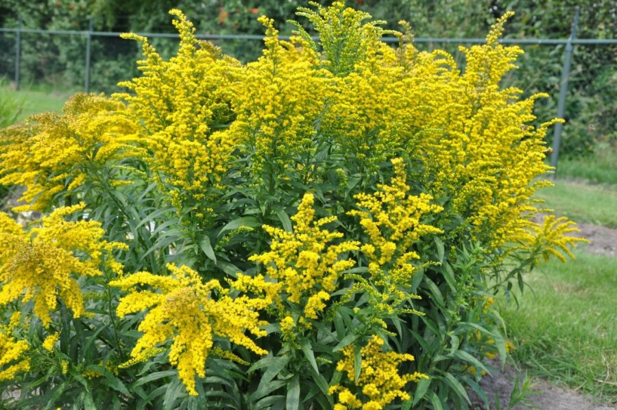Goldrute Solidago canadensis 'Goldkind' 5-10 Topf 9x9 cm (P9) Solidago canadensis 'Goldkind'